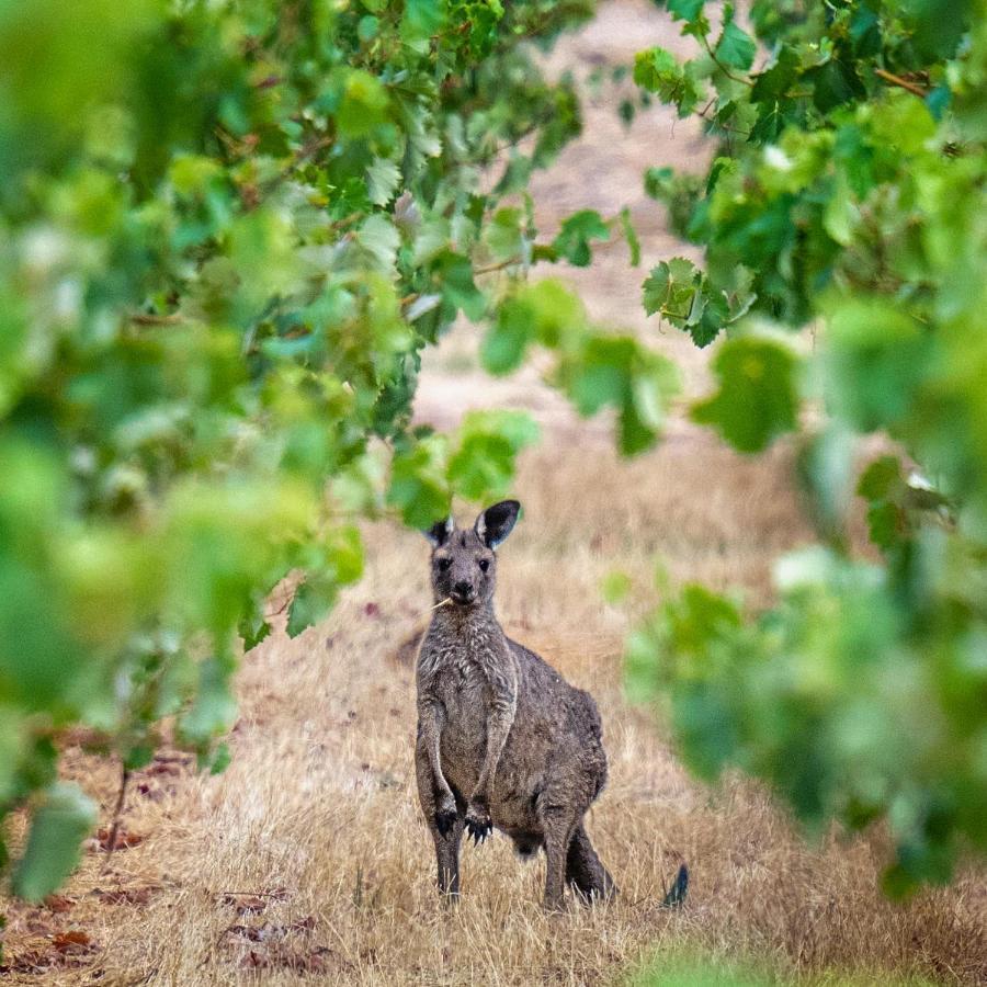 Triple Creek Guest House - Barossa Region 赛特菲尔德 外观 照片